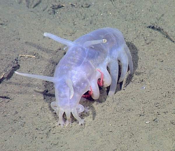 Скотопланес — род морских огурцов. Он заводит домашних питомцев — маленьких крабов, с которыми бродит по дну в поисках пищи