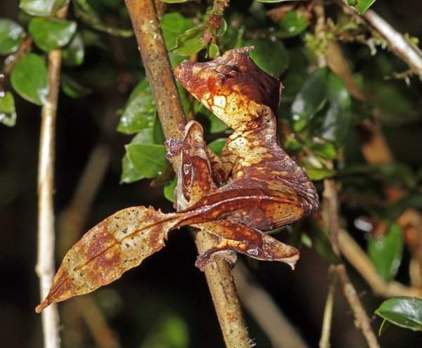 Фантастический листохвостый геккон назван так из-за своего внешнего вида. Он прекрасно сливается со средой, имитируя гниющий лист