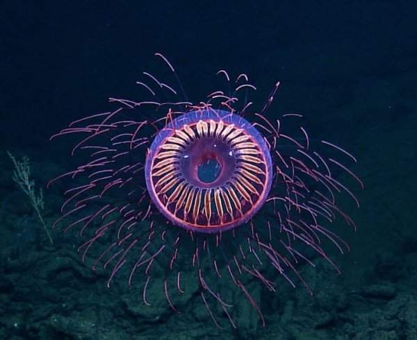 В науке этот вид известен как Halitrephes maasi, но еще его называют медузой-фейерверком. Понятно почему