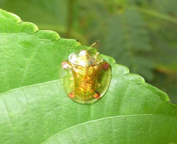 Золотые жуки-черепахи выглядят довольно привлекательно благодаря своеобразной окраске