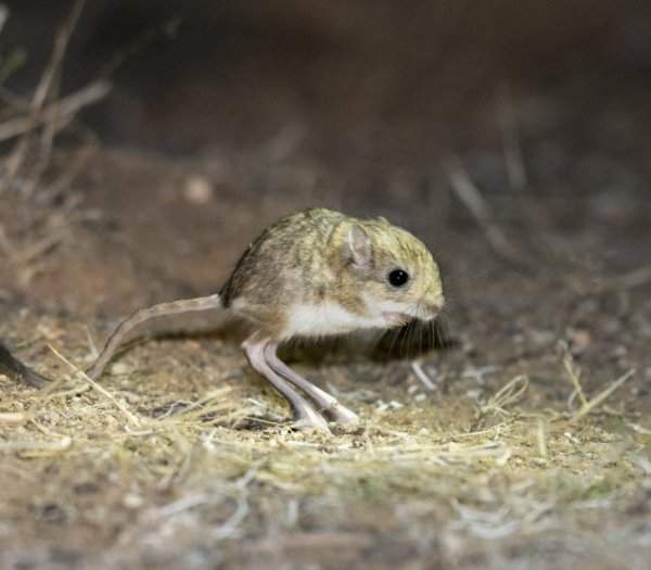 Карликовый тушканчик Козлова — крайне миловидный парень. Встречается в пустынях Китая и Монголии