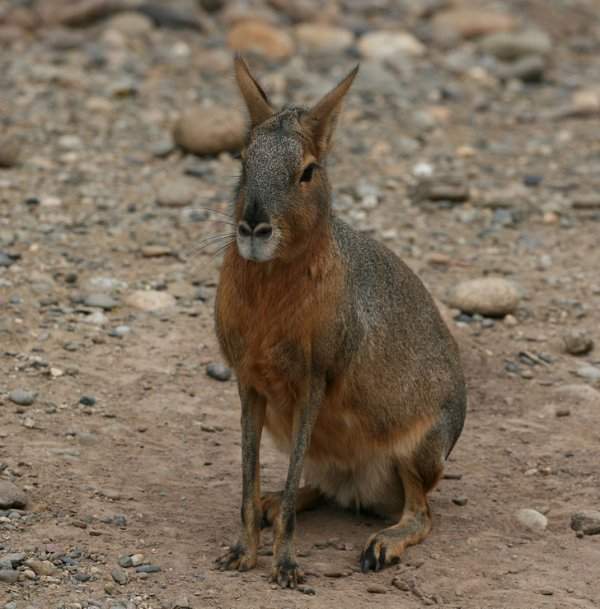 Патагонская мара — крупный пустынный грызун, внешне похож на нечто среднее между капибарой и кроликом