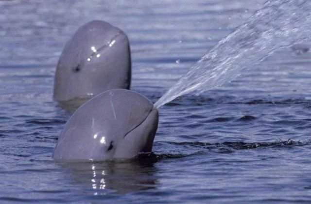 Иравадийский дельфин — один из двух видов орцелл. В отличие от остальных своих собратьев, у них отсутствует клюв