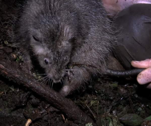 Шерстистая крыса Босави. Это полуторакилограммовый вегетарианец, который не боится людей, потому что до 2009 года никогда не видел их