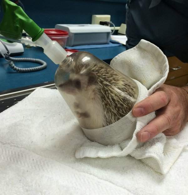 Ветеринар делает ёжику анестезию перед лечением