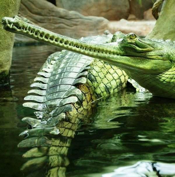 Гавиал — крокодил с очень интересной внешностью