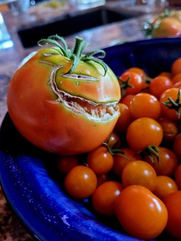 Коварный томат