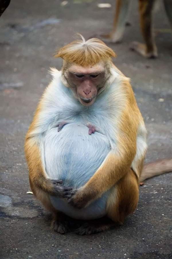 Будущая мать-обезьяна