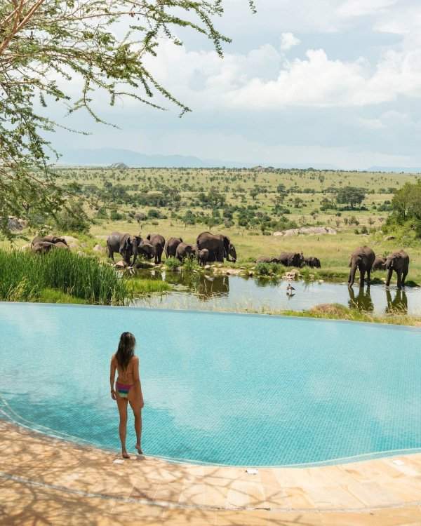 Отель сети Four Seasons, бассейн Serengeti, Танзания