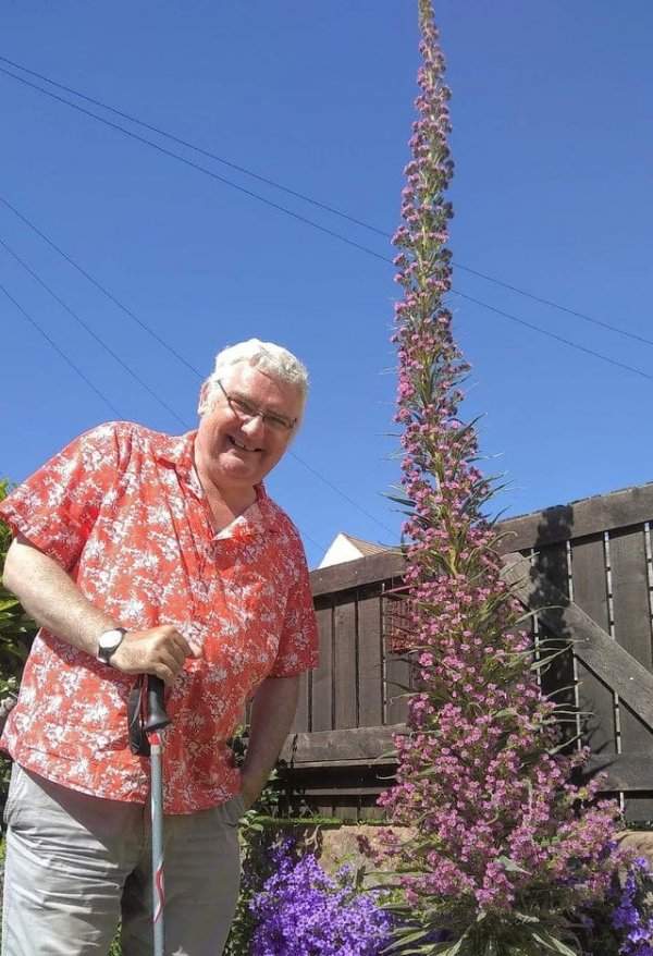 Цветок Эхиум высотой 2,5 м. И это не предел