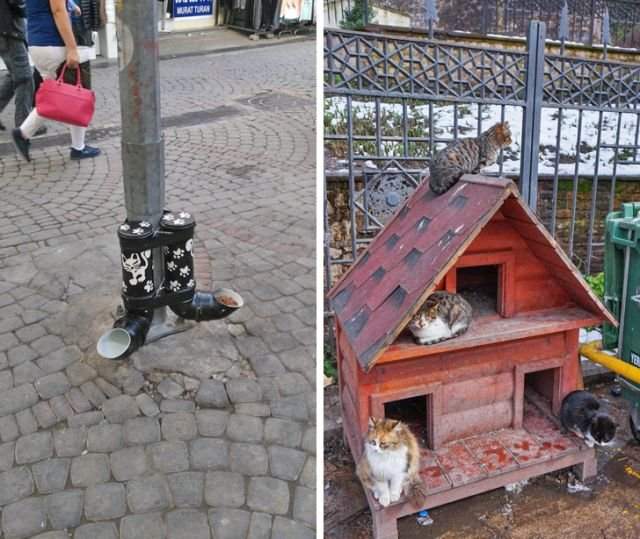 В Турции трепетно заботятся о бездомных животных