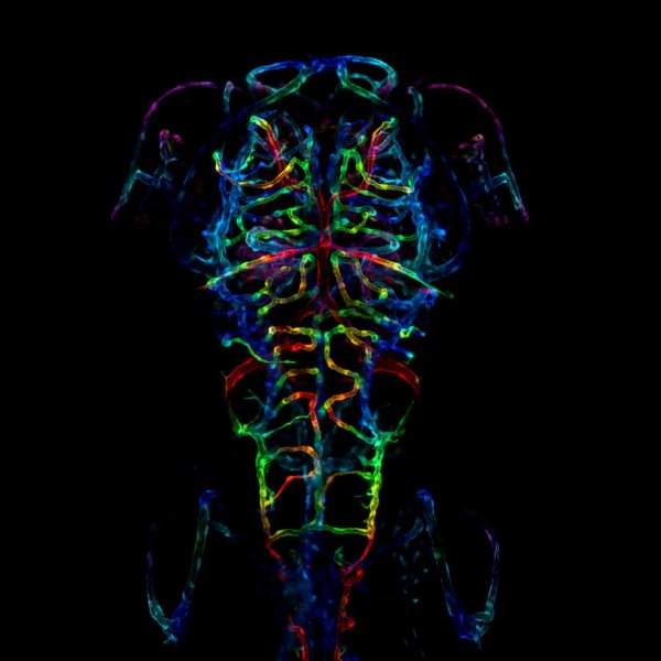 Красочное изображение развивающейся нервной системы рыбки данио через шесть дней после оплодотворения