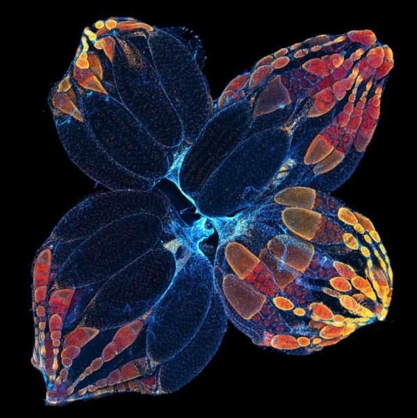 Микроскопическое изображение яичников плодовой мухи