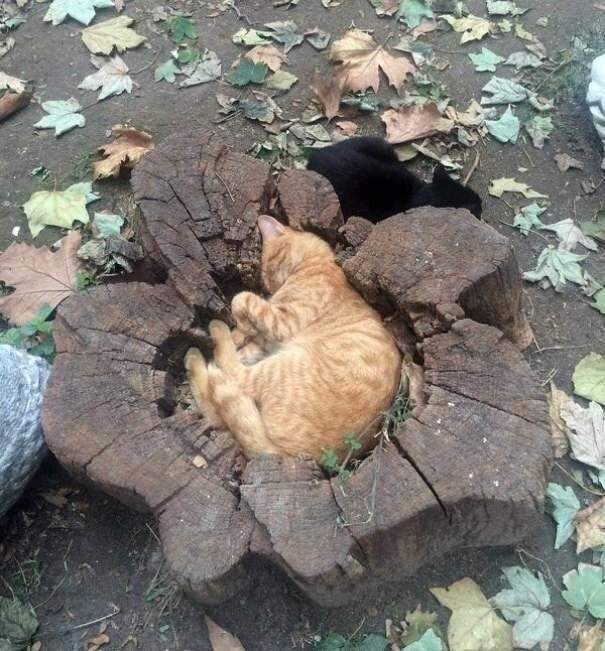 Коты могут спать везде, где хотят