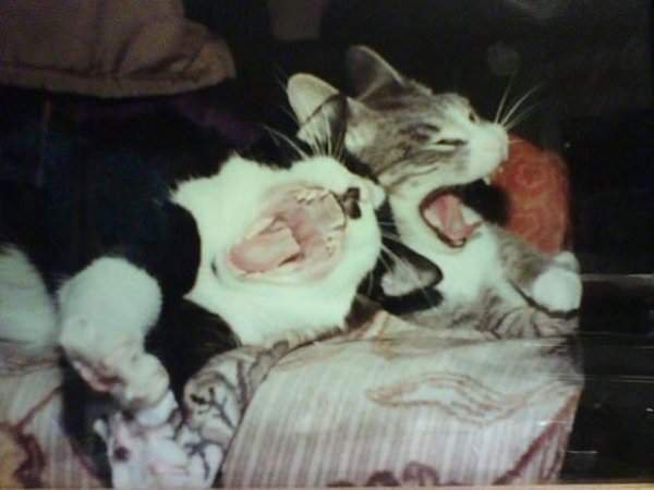 Когда две кошки зевнули одновременно