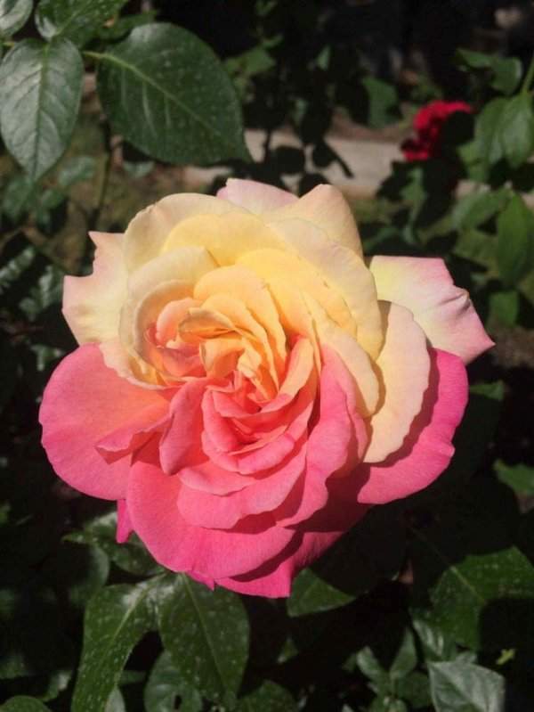 Двухцветная роза