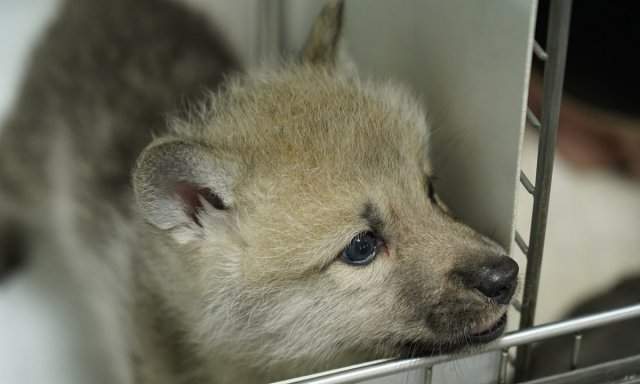 Арктический волк - его первыми в мире клонировали китайские ученые