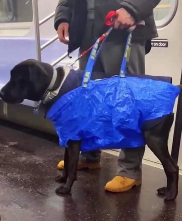 Когда собак не пускают в метро, если они не в сумке для переноски