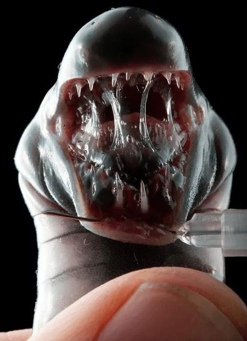 Слизистые челюсти слепого червя, вида подземной амфибии, обитающей в Эквадоре