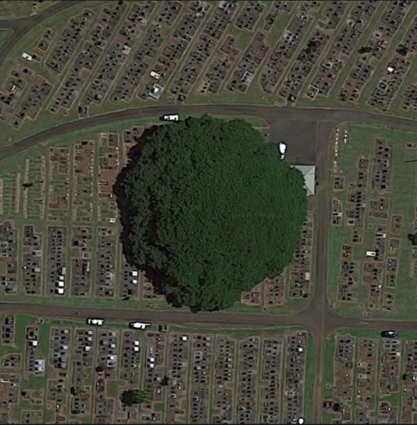 Спутниковый снимок огромного дерева под названием Альбиция Саман
