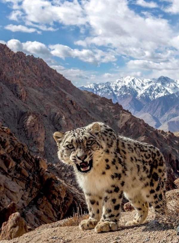 Красивый (и чуть-чуть злой) снежный леопард
