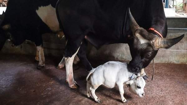 Самая короткая корова Рани имеет длину всего 50,8 сантиметров