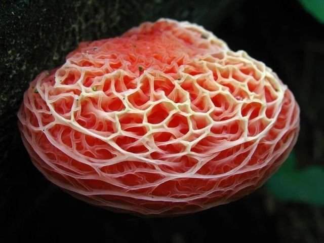 Это гриб Родотус дланевидный, его ещё называют Морщинистый персик.