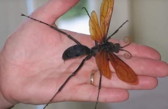 Укус ястребиной осы, убийцы тарантулов, самый болезненный в мире. Боль от укуса изнурительная и мучительная, и человек полностью теряет координацию движений