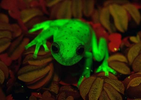 Южноамериканская квакша в горошек — первая известная в мире флуоресцентная лягушка