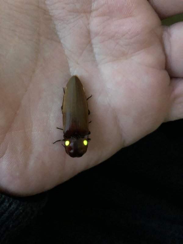 Светящийся жук-щелкун