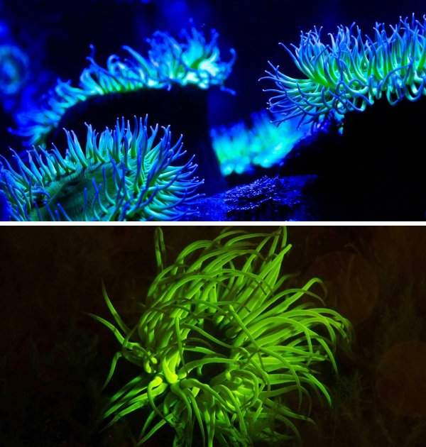 Светящиеся морские анемоны