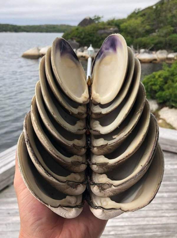 Безупречно сложенные раковины моллюсков