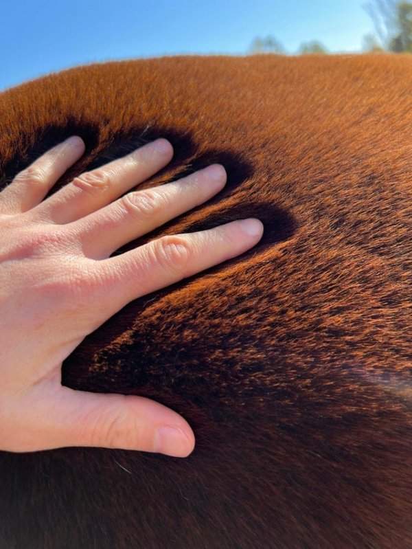 На то, как сглаживается шерсть лошади под рукой человека, можно смотреть целую вечность