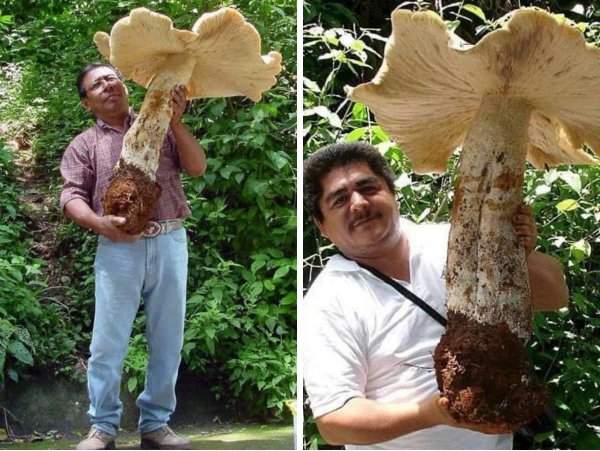 Вид грибов-гигантов Macrocybe titans⁠⁠