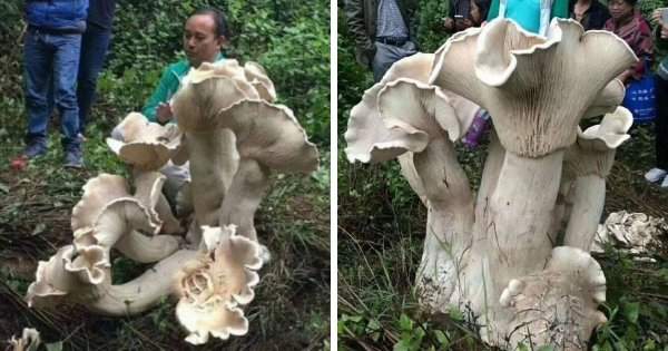 Житель Китая нашёл съедобного гиганта