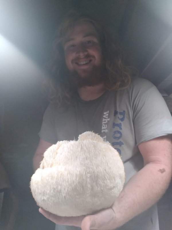 Повезло найти огромный гриб под названием львиная голова