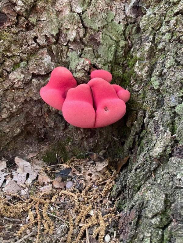 Гриб, похожий на косметический спонж, обнаружен в лесах Вирджинии
