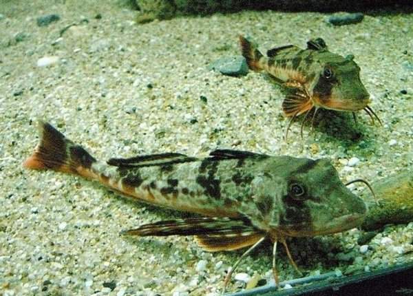Морские петухи — рыбы с ногами. У них есть отростки, с помощью которых они передвигаются по дну