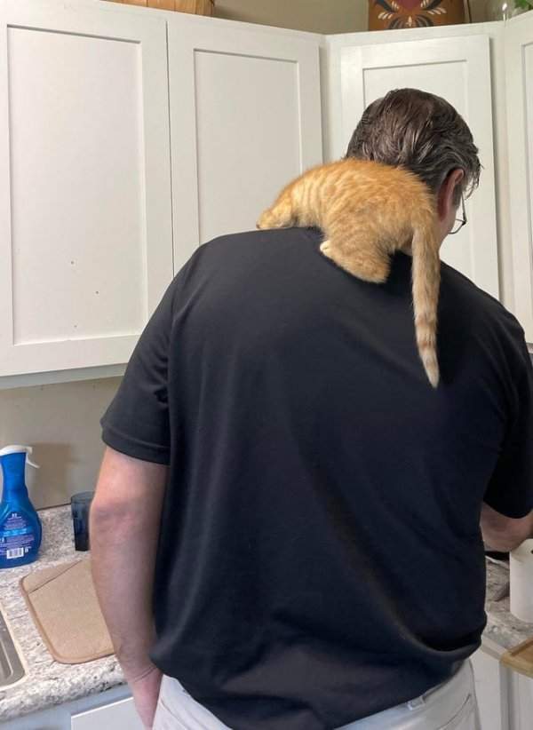 Папа и кошка, которую он не хотел брать домой