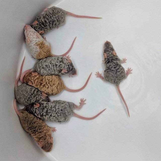 Фото дня: кудрявые мыши