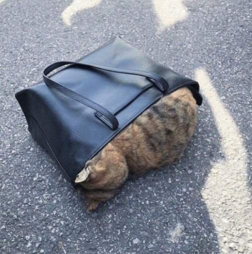 Пушистая подборка: забавные коты, которые отдыхают в неожиданных местах