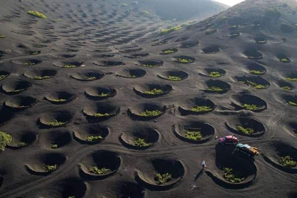 Виноградники, расположенные в луноподобных кратерах вулкана в Лансароте, Канарские острова