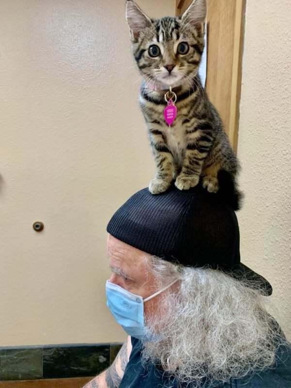 Мой папа сегодня на приёме у ветеринара со своим котёнком