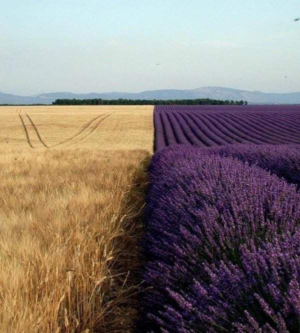 Идеальная граница пшеничного поля и лавандового поля
