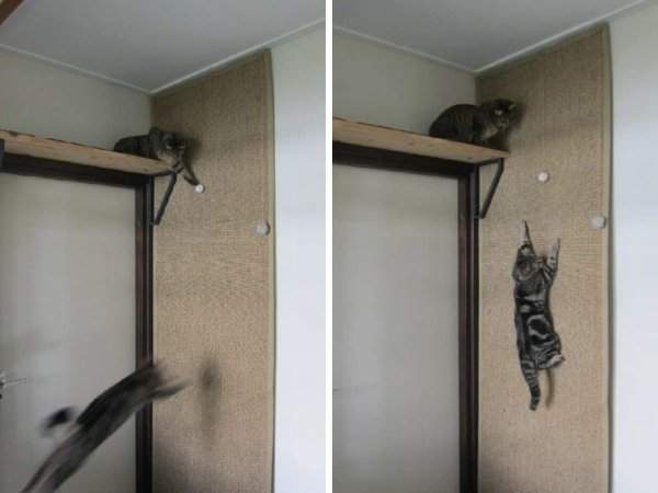Мягкая стенка для кошек, по которой можно лазать и прыгать