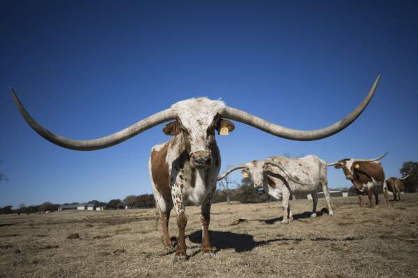 Корова техасский лонгхорн поражает своими гигантскими рогами