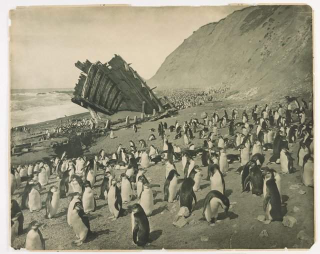 Редкие кадры: фотографии из первой Австралийской антарктический экспедиции