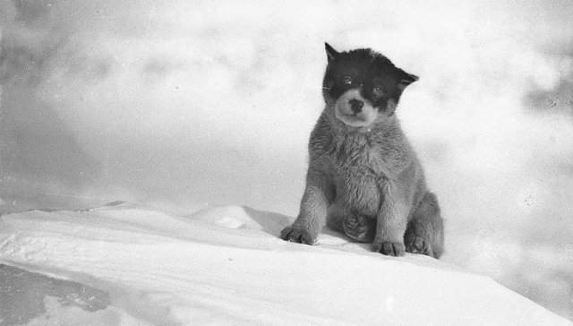Редкие кадры: фотографии из первой Австралийской антарктический экспедиции