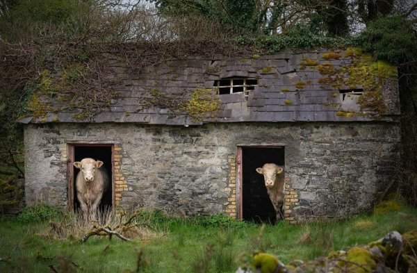 Коровы в заброшенной хижине в Килрикиле, Голуэй, Ирландия