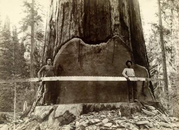 Лесорубы держат пилу на стволе гигантской секвойи в Калифорнии, 1917 год